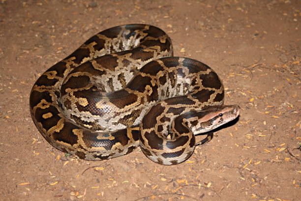 Asia Rock Python 220+ Asian Rock Python Foto Foto Stok, Potret, & Gambar Bebas Royalti ...