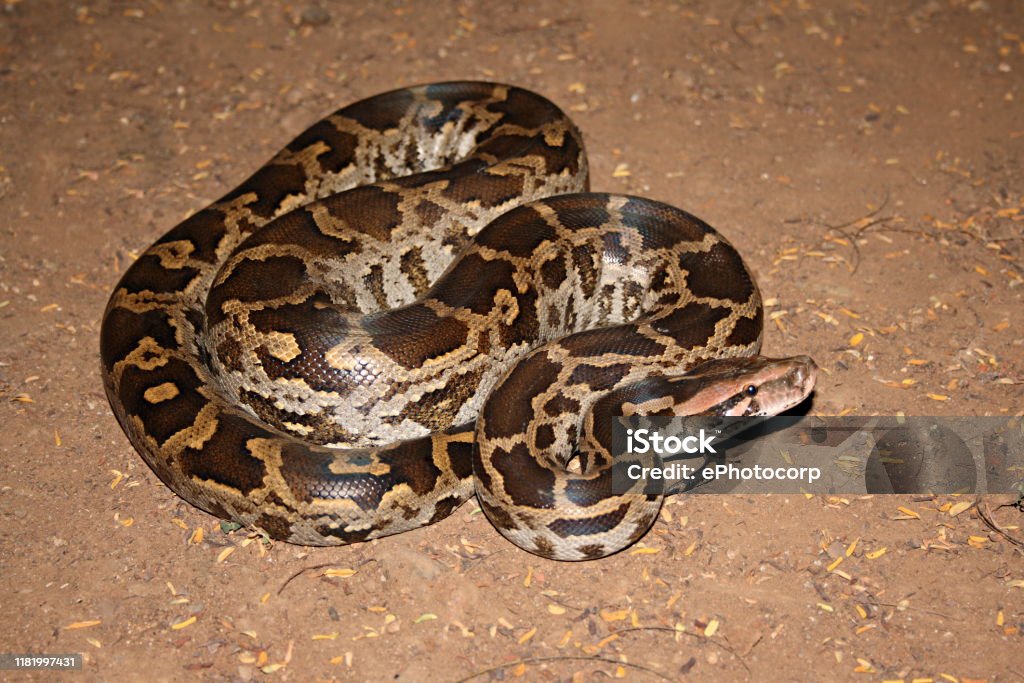 Indian Rock Python Python Molurus Python Molium Panvel This Is The ...