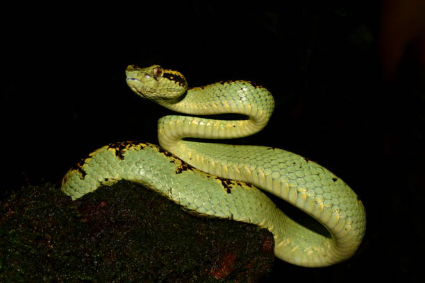 istock Malabar pit viper. (Trimeresurus Malabaricus) Amboli South Maharastra India. 1181997436