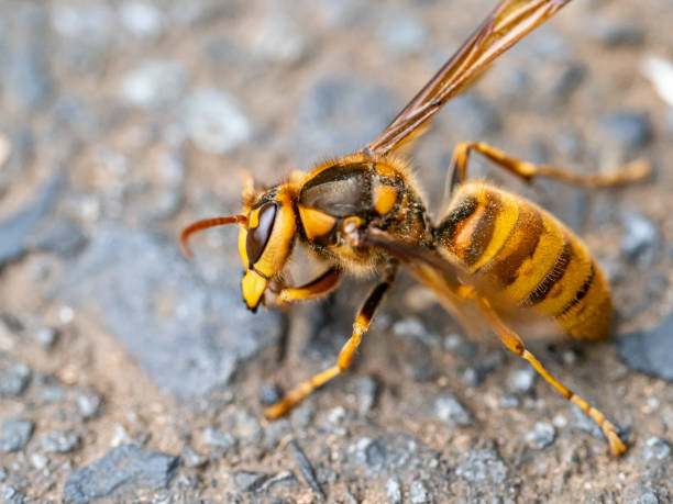 istock cold Japanese yellow hornet on a roadside 2 1181997493