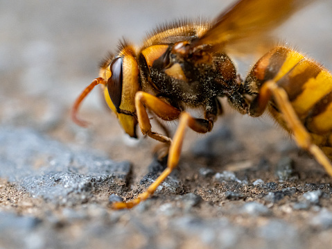 The European hornet  is the largest eusocial wasp native to Europe.