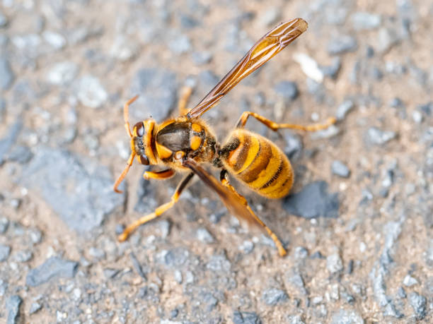 istock cold Japanese yellow hornet on a roadside 9 1181998036