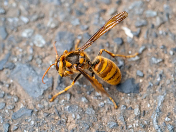 istock cold Japanese yellow hornet on a roadside 10 1181998046