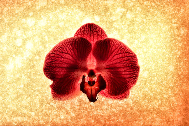 Pink mini phalaenopsis orchid flowers isolate on gray background