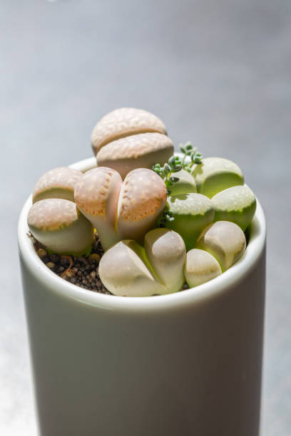 istock Macro close-up of succulent plant stone flower，Lithops N. E. Br. 1181998073