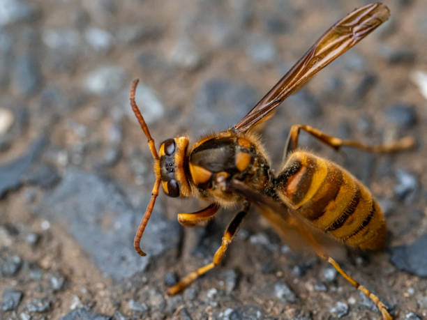 istock cold Japanese yellow hornet on a roadside 1 1181998076