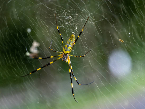 nephila clavata joro orb tkacz pająk na stronie 7 - orb web spider zdjęcia i obrazy z banku zdjęć