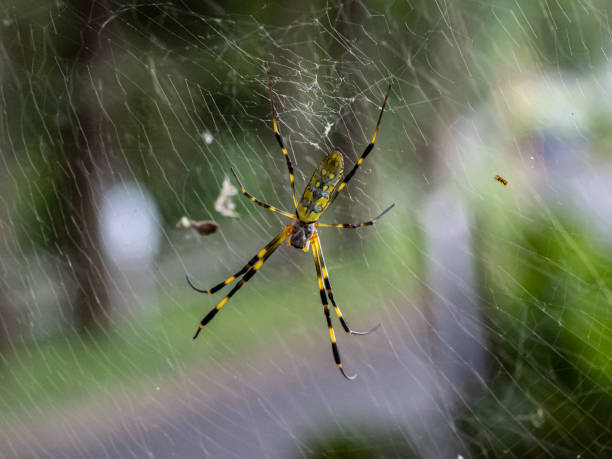 istock Nephila clavata Joro orb weaver spider on web 4 1181998190