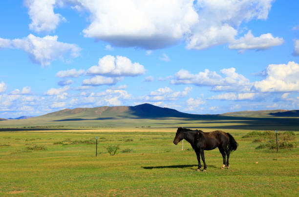The horses in the grasslands