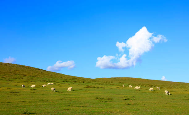 istock Sheep flock  is on the grassland under the blue sky and white clouds 1181999468