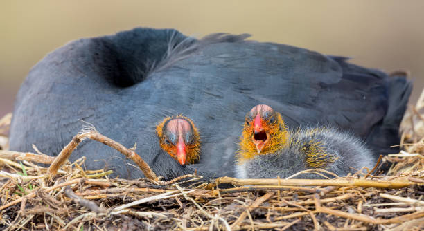 istock Red Knobbed Coot sitting on a nest with two chicks protecting them 1181999506