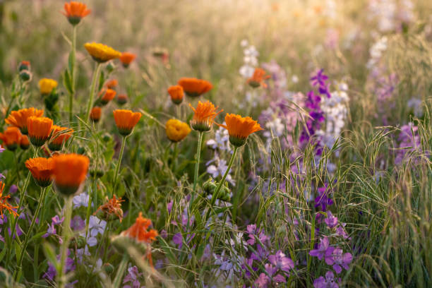 Photo of Colorful flowering herb meadow with purple blooming phacelia, orange calendula officinalis and wild chamomile.