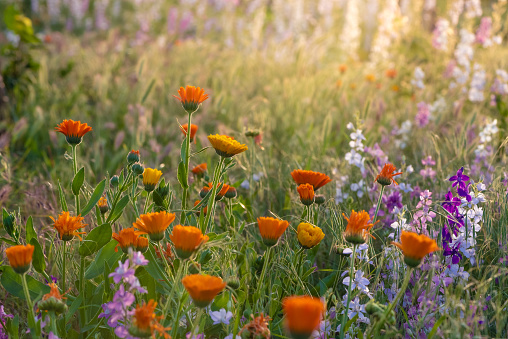 Colorful flowering herb meadow with purple blooming phacelia, orange calendula officinalis and wild chamomile. Meadow flowers photographed landscape format suitable as wall decoration in wellness area