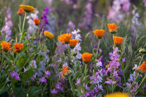 Close up color image of beautiful colorful wildflowers growing outdoors in a meadow. Image taken at golden hour so the light is rich and saturated, with some lens flare in the frame. Focus is on the flowers while the background of wild nature is totally defocused. Room for copy space.