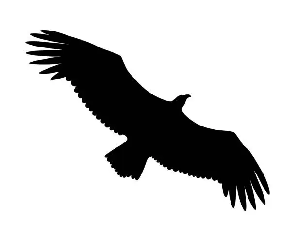 Vector illustration of Griffon vulture