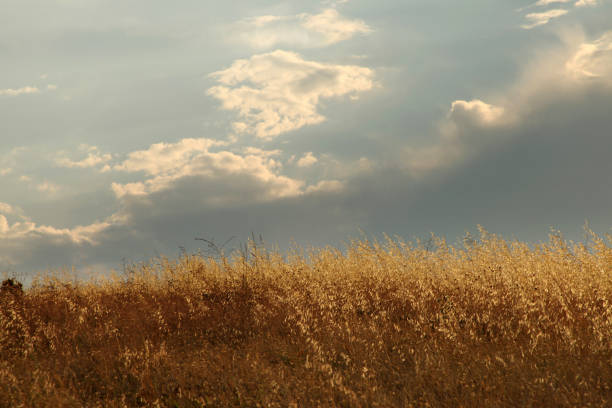Wild Oats. Avena Fatua. Cloudy Sky.