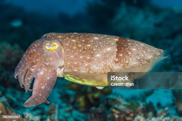 Pharaoh Cuttlefish Sepia Pharaonis Palau Micronesia Stock Photo - Download Image Now