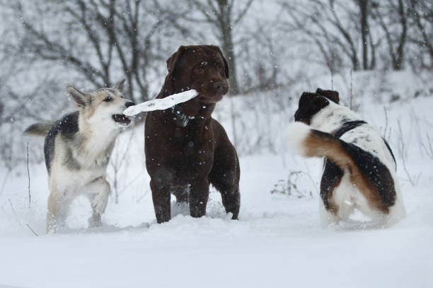 istock Three dogs at walk running and playing at snow in winter 1182003767