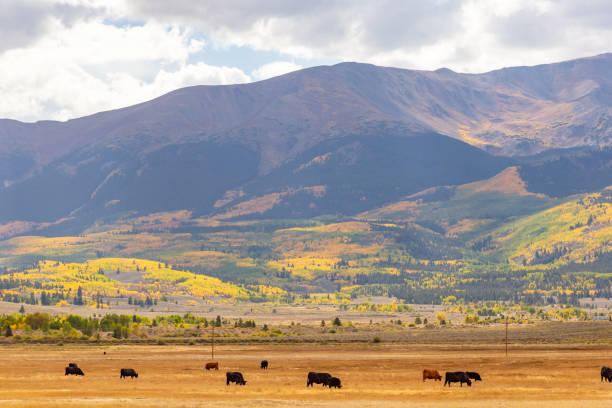 istock Fall foliage fall colors autumn season 1182003961