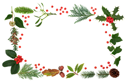 Winter flora forming an abstract border on white background with copy space. Traditional winter natural greenery for the festive Christmas season.