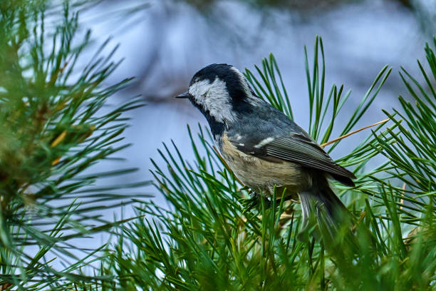 istock A bird - Coal Tit ( Periparus ater ) sitting on a pine branch. Close-up. 1182006315