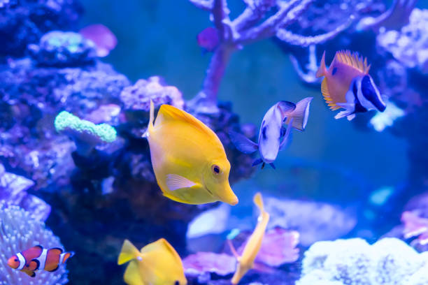 istock Zebrasoma salt water aquarium fish 1182008690
