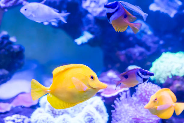 istock Zebrasoma salt water aquarium fish 1182008694