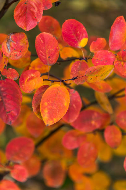 istock Bright Red and Orange Leaves on a Tree in Autumn 1182009742