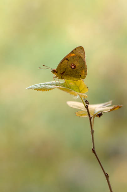 istock The yellow butterfly Colias hyale resting on a yellow forest leaf 1182012105