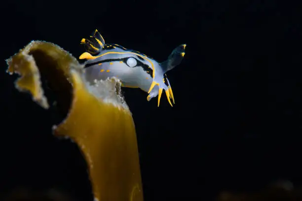 Crowned nudibranch (Polycera capensis) white sea slug with black and yellow lines sitting on a piece of kelp with dark background.
