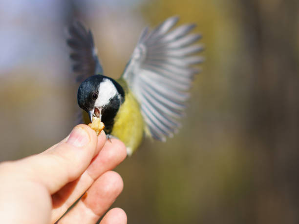 istock Feeding of the tit bird in the forest 1182012305