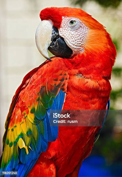 Foto de Parrot Retrato e mais fotos de stock de Arara Vermelha - Arara Vermelha, Pássaro, Animal