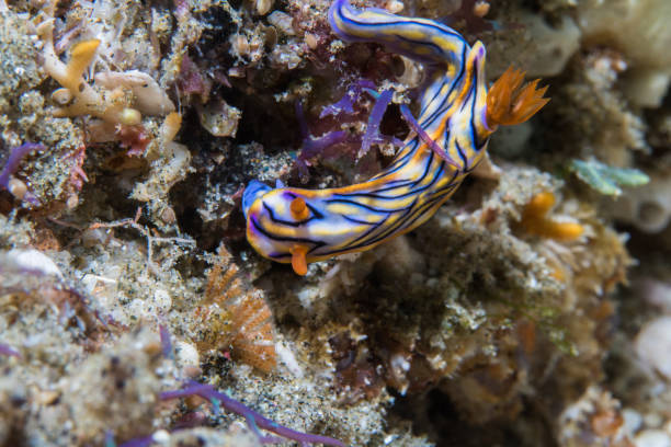 istock Hypselodoris nigrostriata nudibranch 1182012456