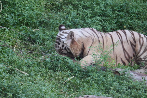istock Close up the white siberian tiger resting on the wood.. - Image 1182013232