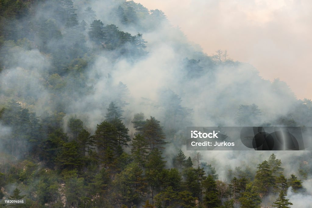 Smoke of Pine Tree Fire Burning forest with pine trees creating a lot of smoke, drone view. Accidents and Disasters Stock Photo