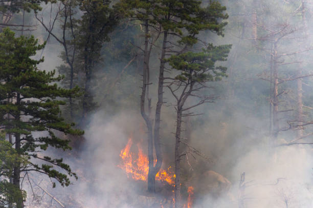 istock Fire Pine Tree with a Lot of Smoke 1182014574
