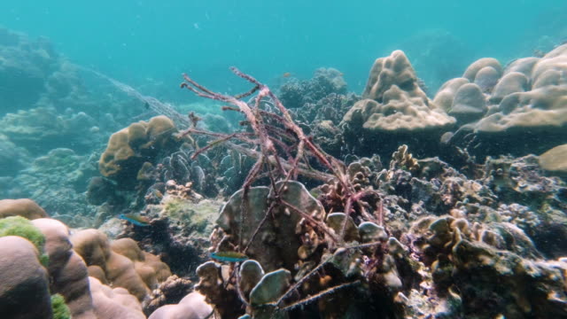 Fishing net pollution on coral reef an underwater habitat destruction Ghost Nets