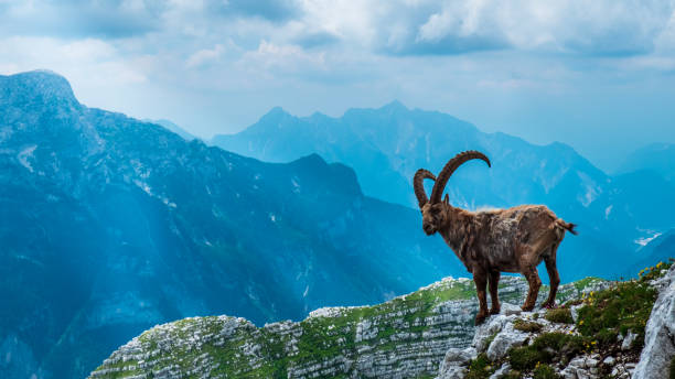 istock Capricorns in the Julian alps 1182016933