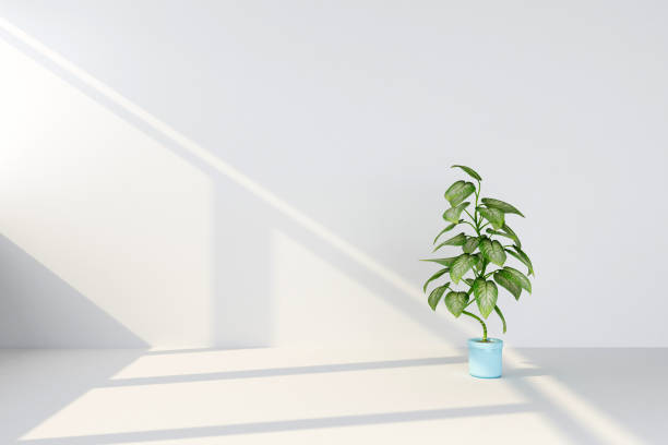 istock potted plant on wall background 1182019436