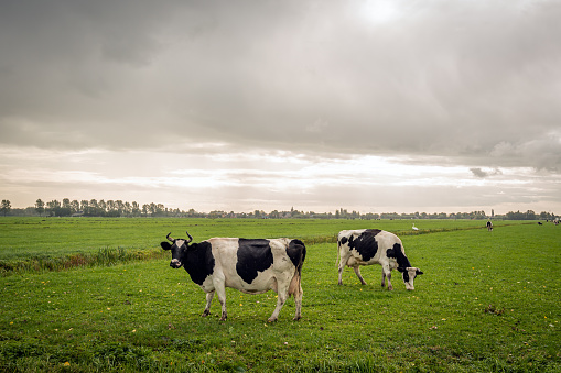 Horned cows in a Dutch meadow. It is raining from the dark clouds. The photo was taken in the fall season at the village of Noordeloos, municipality of Molenlanden, Alblasserwaard, South Holland.