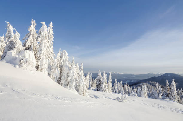 istock Winter scenery. On the lawn covered with snow the spruce trees are standing poured with snowflakes in frosty day. 1182020009