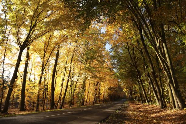 istock Autumn oaks along a country road 1182022017