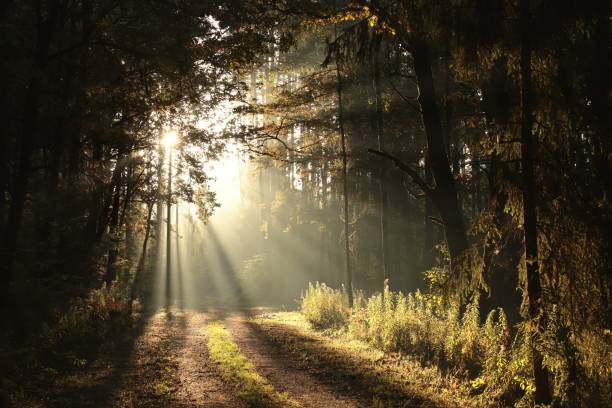 Rural road on a misty morning