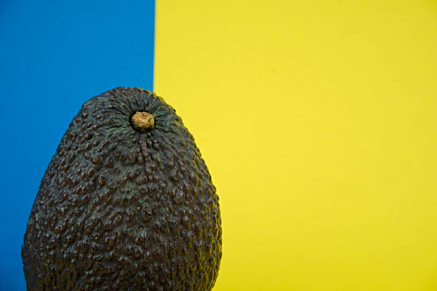 Isolated Haas Avocado standing on a yellow and blue background