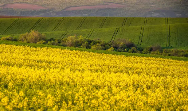 Bulgarian fields in spring, wheat field, rapeseed