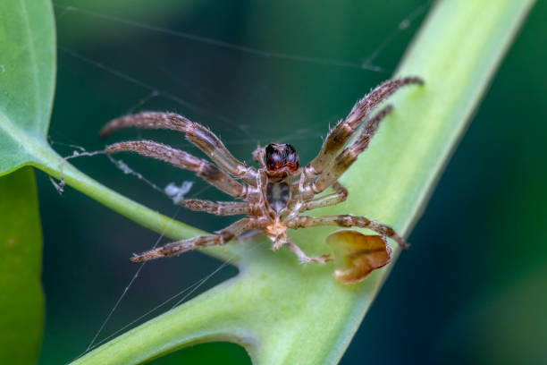 istock close up of a Spider carapace 1182024253