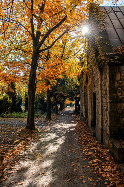 istock a cemetry avenue in autumn with trees withs yellow leafs 1182024269