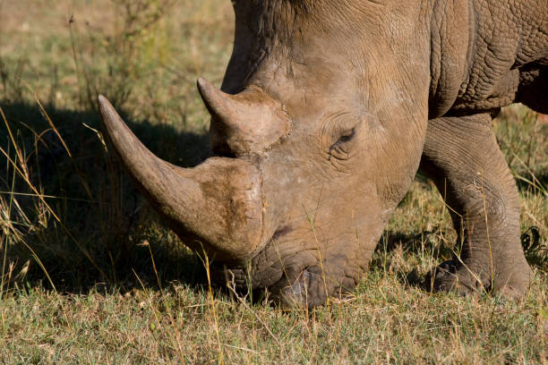 istock White Rhinoceros in the Maasai Mara, Kenya 1182026084