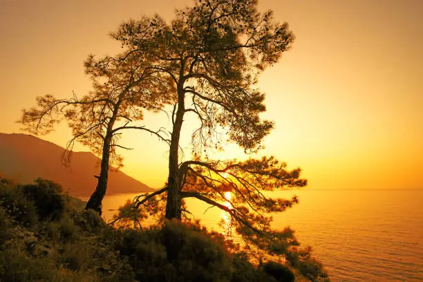 Silhouettes of pine-trees and yellow sunset, Mediterranean sea, back light