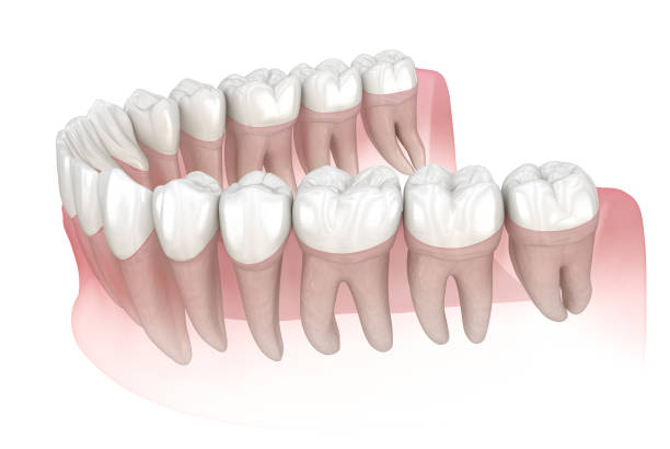 istock Mandibular human gum and teeth. Medically accurate tooth 3D illustration 1182027315